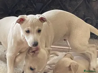 Mixed Breed dogs Wiggy’s Whippet x Italian silver fawns - Advert 1