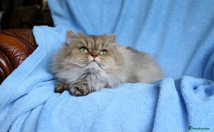 Persian cats - Advert 13