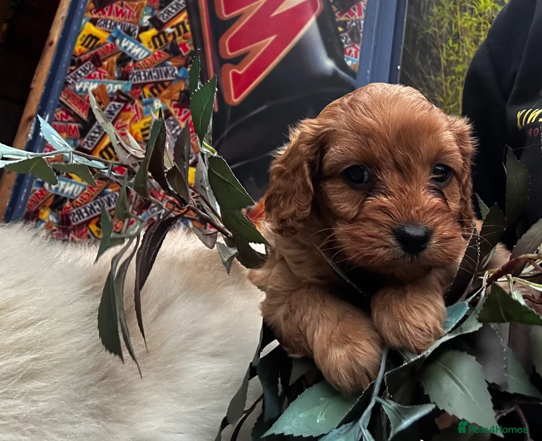 Cavapoo dogs for sale: Bright red not to curly f1 Cavapoo’s  - Advert 21