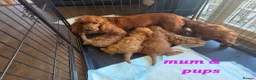 Cockapoo dogs for sale: 7 Adorable F1 Cockapoo pups ♥️🐕🐾 - Advert 25