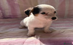 Chihuahua dogs for sale: Chihuahua cross King Charles  - Image 10