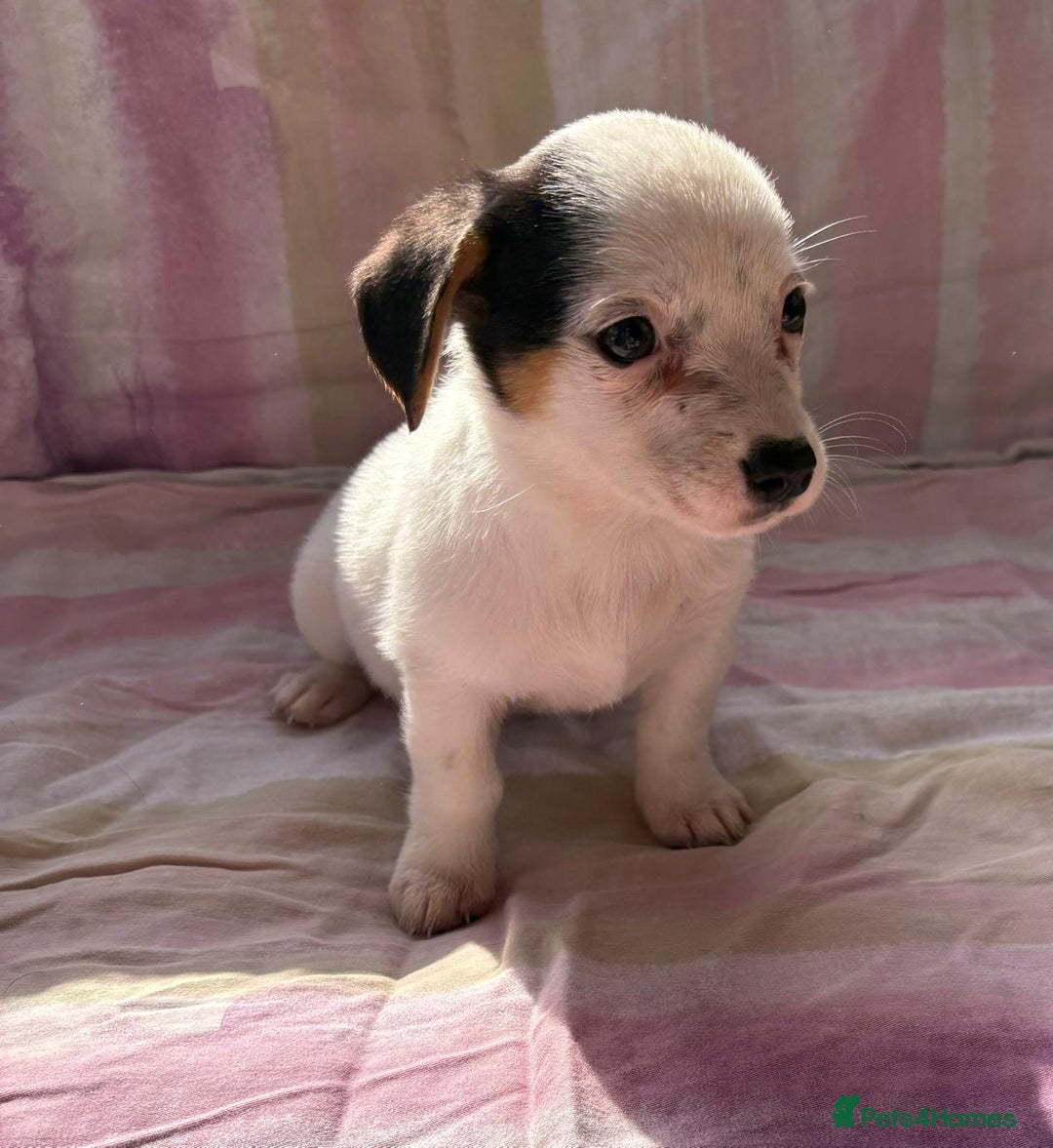 Chihuahua dogs for sale: Chihuahua cross King Charles  - Image 10