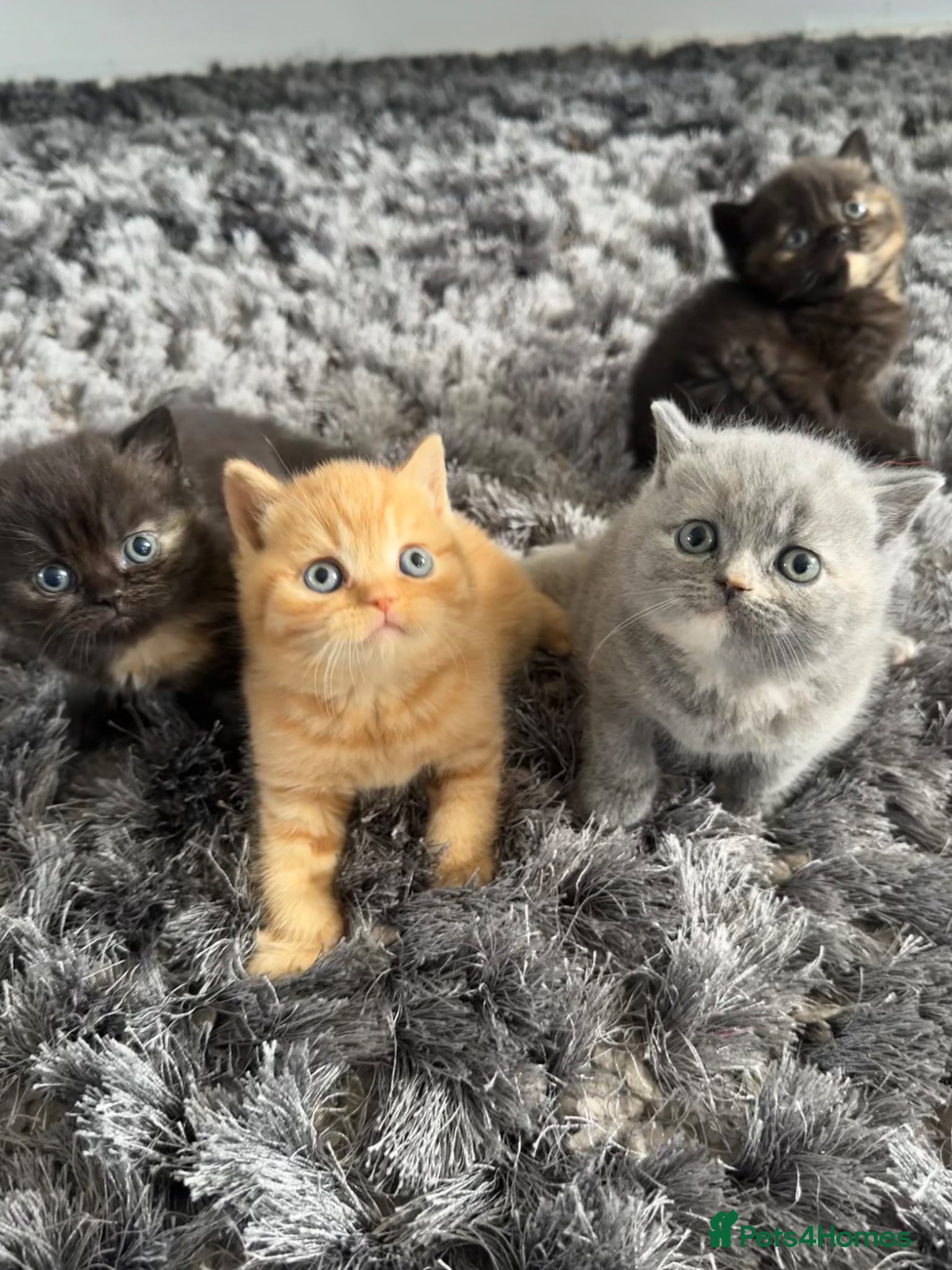 British Shorthair cats Gccf registered pedigree British Shorthair kittend - Advert 1