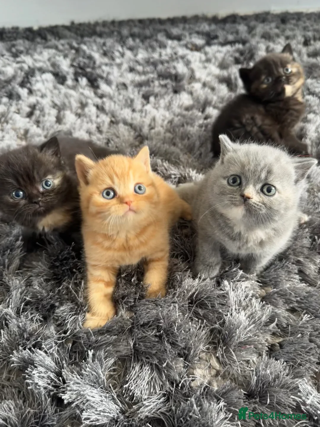 British Shorthair cats for sale: Gccf registered pedigree British Shorthair kittend - Advert 1