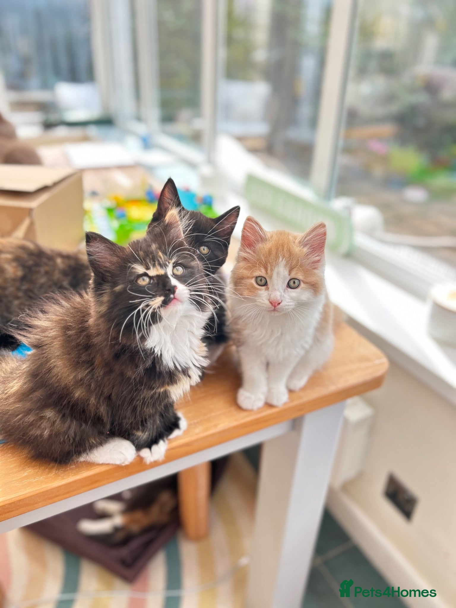 British Shorthair cats British Shorthair / Ragdoll kittens - Ready Now - Advert 6