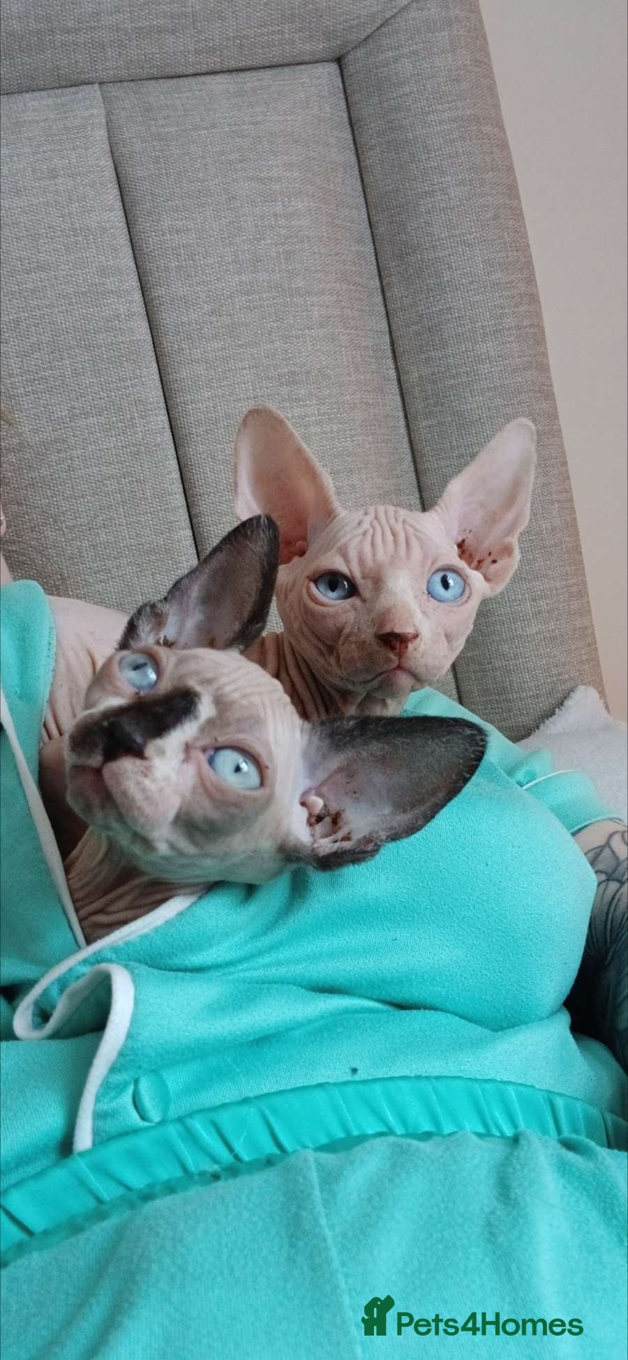 Sphynx cats Two beautiful sphynx kittens - Advert 15