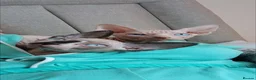 Sphynx cats for sale: Two beautiful sphynx kittens - Advert 1