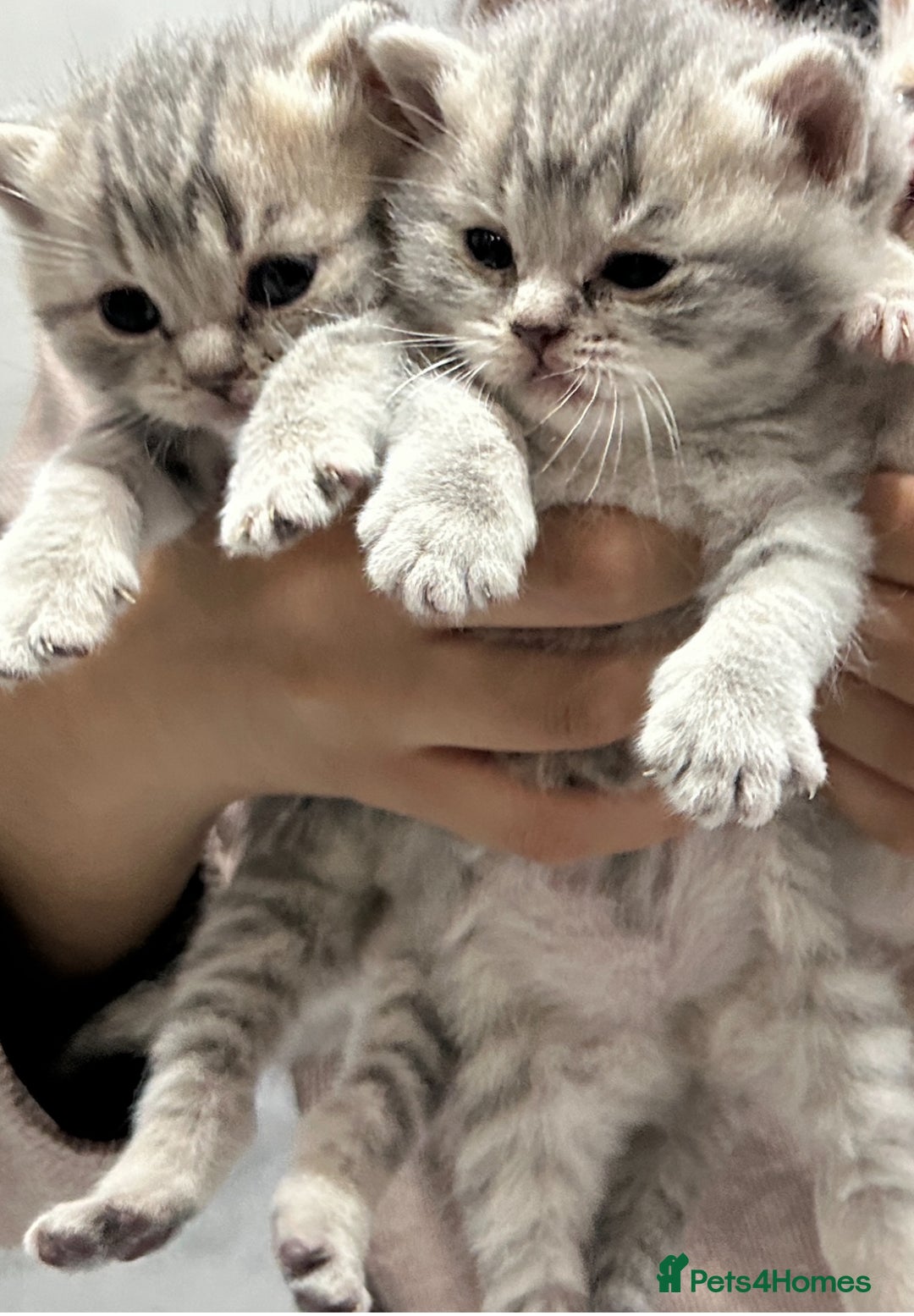 British Shorthair cats for sale: British short hair - Image 4