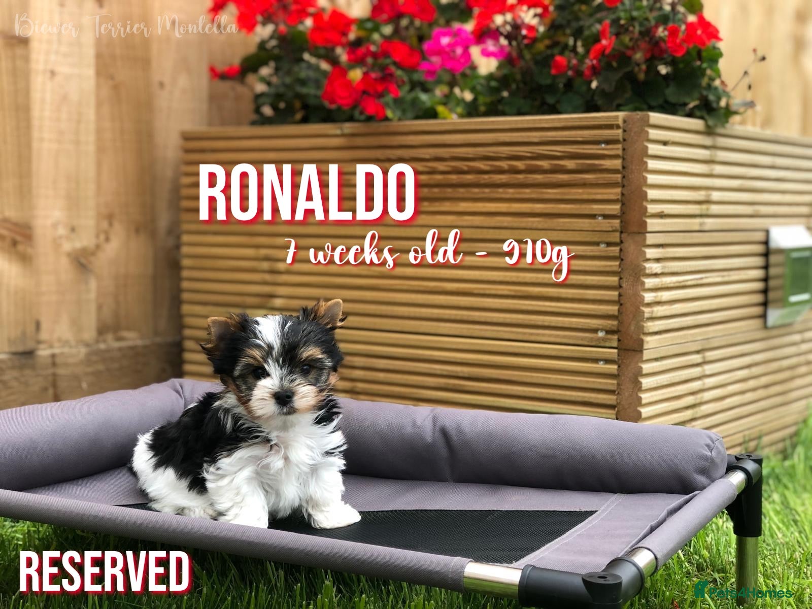 Yorkshire Terrier dogs Beautiful Litter of Six Biewer Terriers! - Advert 2