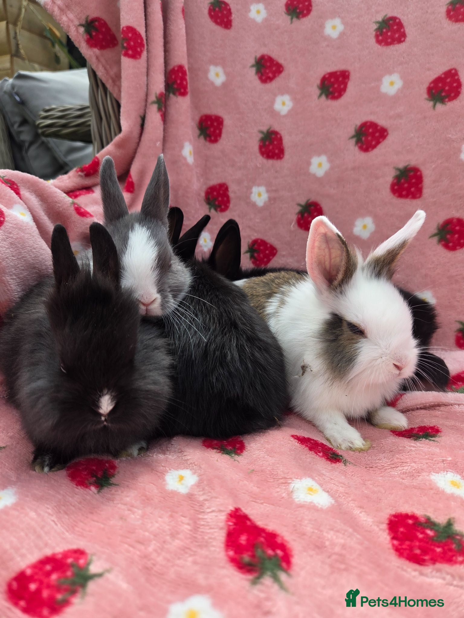 Mixed Breed rabbits ☆Ready Now☆ plush mini lion lop bunnies ☆ 8 weeks - Advert 1
