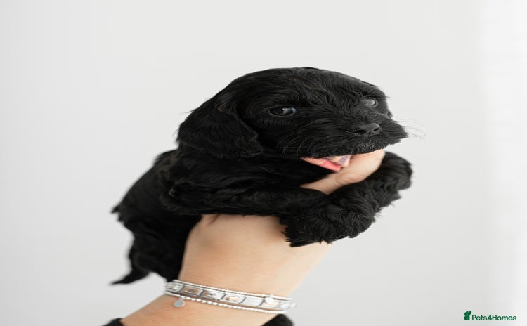 Cockapoo dogs - Advert 12