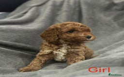Cockapoo dogs for sale: Cockapoo F1b non moulting health tested puppies  - Image 22
