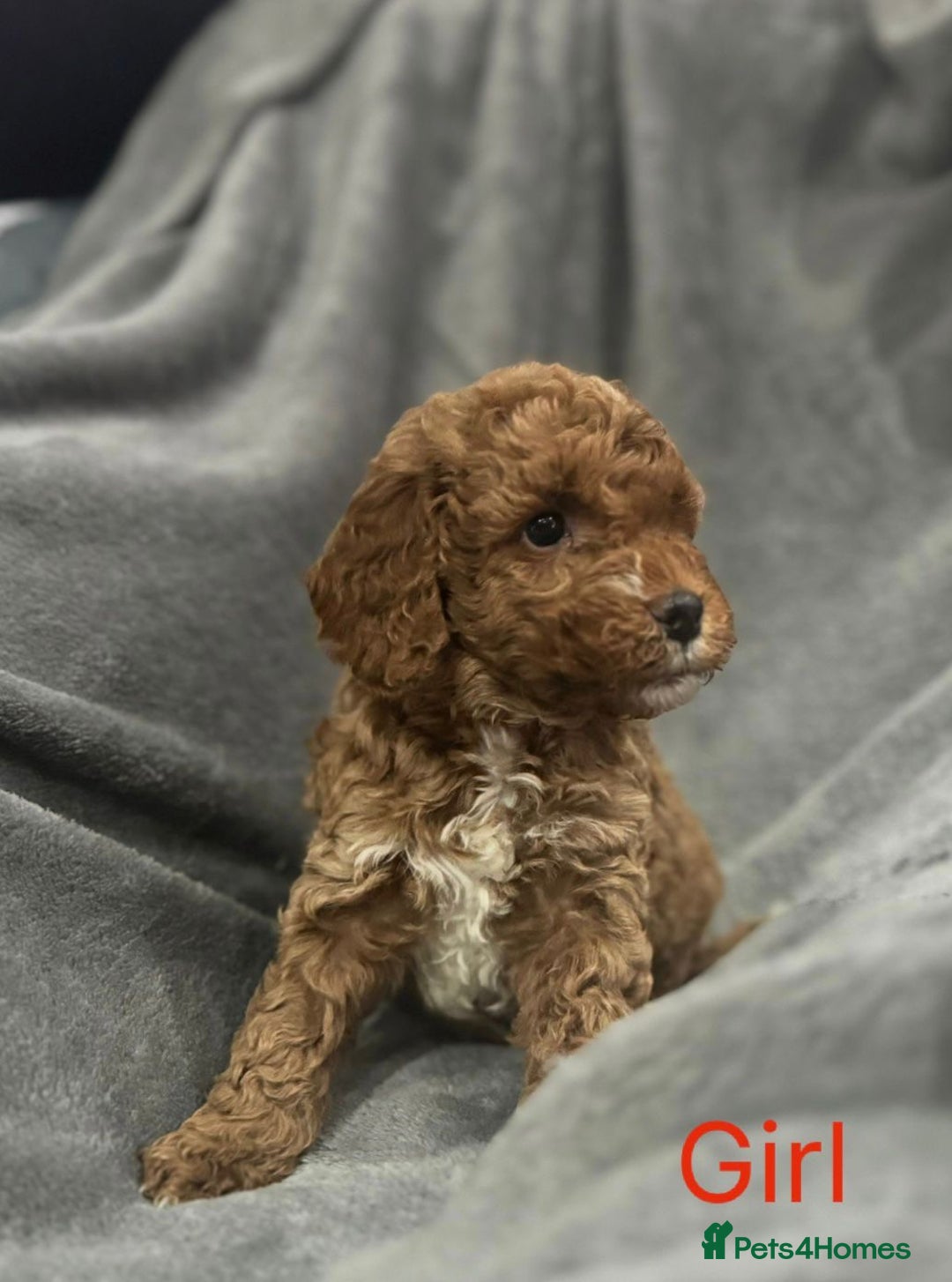 Cockapoo dogs for sale: Cockapoo F1b non moulting health tested puppies  - Image 22