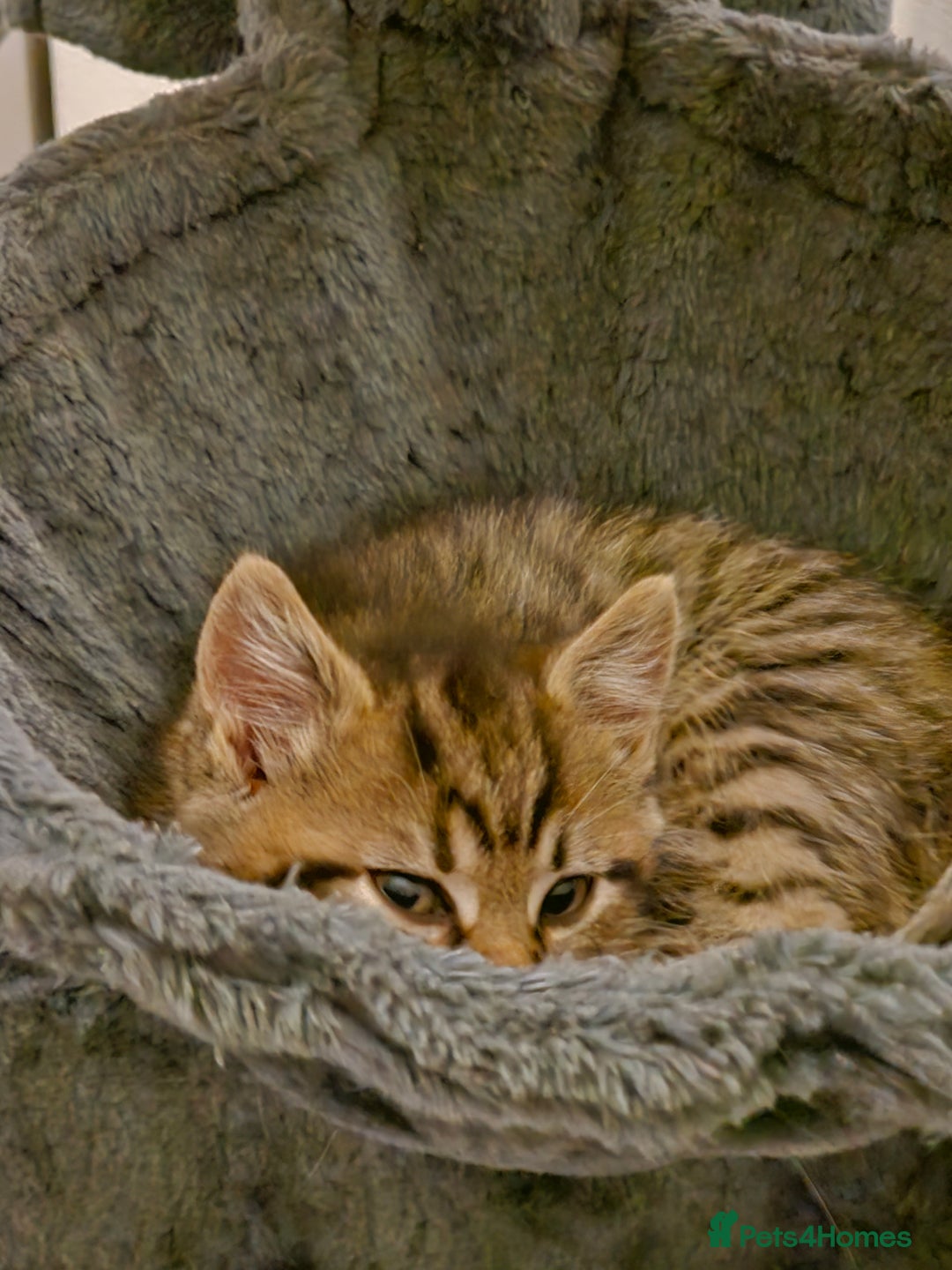 Persian cats for sale: Tabby female with full set up ready to go. - Image 11