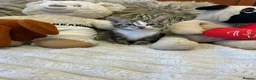 Mixed Breed cats for sale: 🩷Cross Maine Coone Kittens🩷 - Advert 18