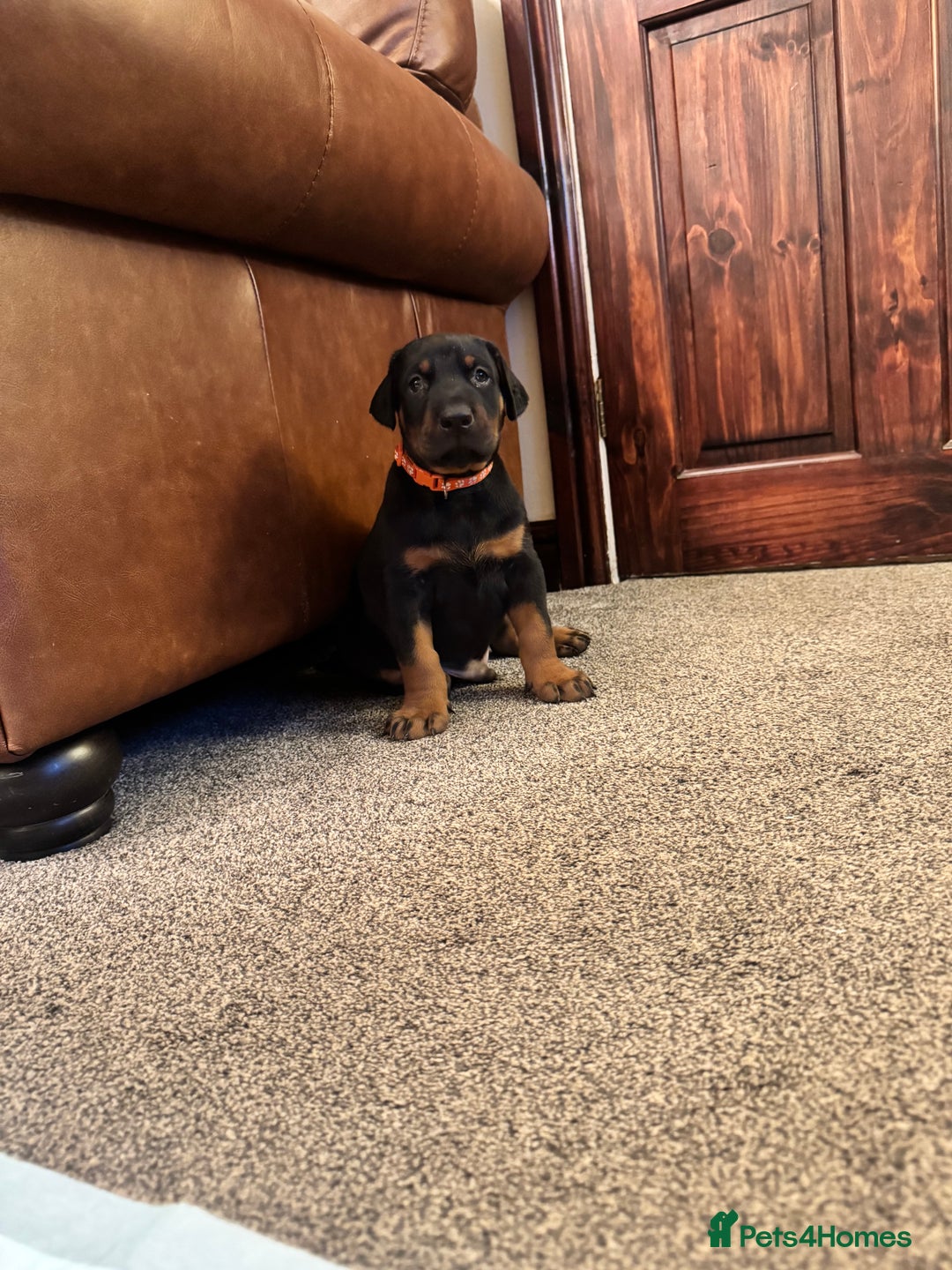 Dobermann dogs for sale: Dobermann puppies - Advert 4