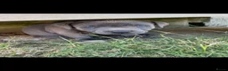 Staffordshire Bull Terrier dogs for stud: Proven For Stud KC Blue Staffordshire Bull Terrier - Advert 14