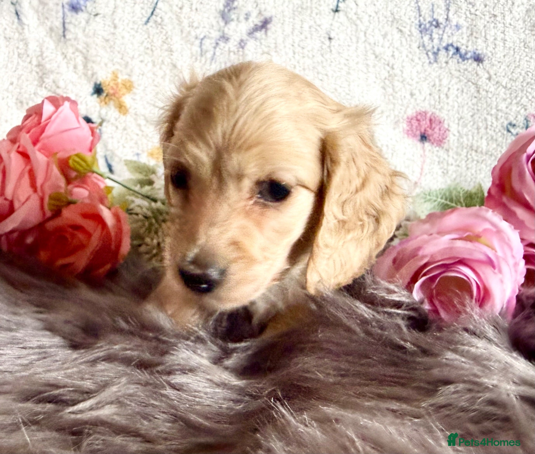 Miniature Dachshund dogs Beautiful kc cream long haired mini daxies - Advert 2