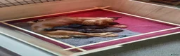 Cocker Spaniel dogs for sale: 9 Cocker Spaniel Puppies for sale in Reading - Advert 2