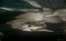 Tibetan cats for sale: Beautiful male kittens on sale - Advert 5