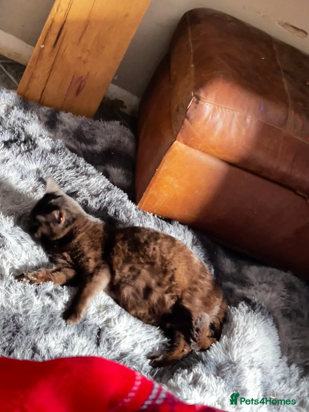 Persian cats for sale: Persian mix kittens - Advert 4