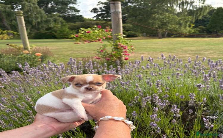 Chihuahua dogs - Advert 3