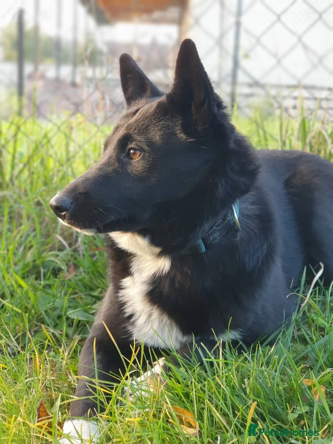 Mixed Breed dogs for adoption: ❤️ALPHA❤️-2 yo low-medium sunshine dog - Advert 8