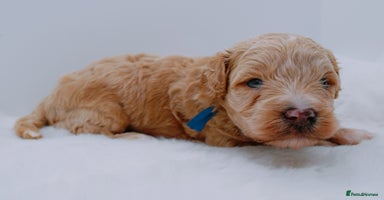 Cavapoo dogs - Advert 4