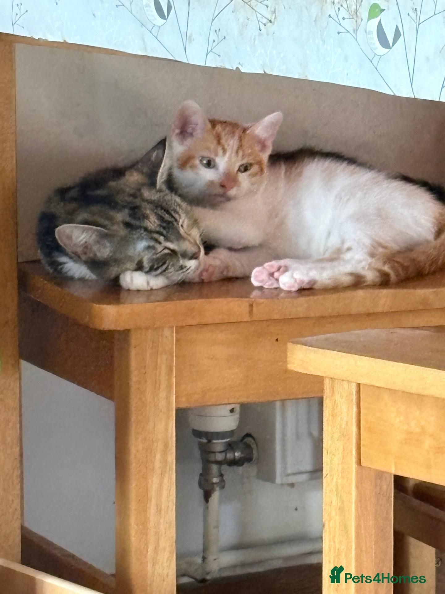 Mixed Breed cats Kitten For Sale - Advert 1