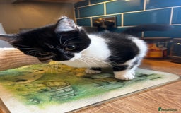 Mixed Breed cats for sale: Beautiful kittens - Advert 2