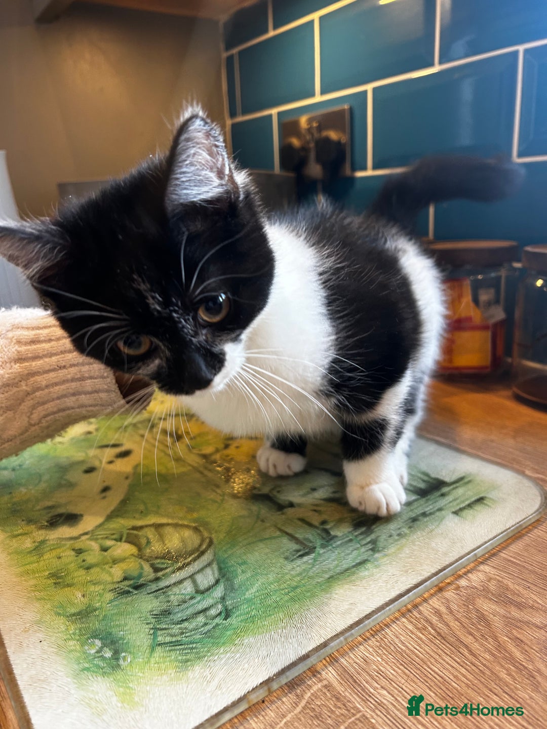 Mixed Breed cats for sale: Beautiful kittens - Advert 2