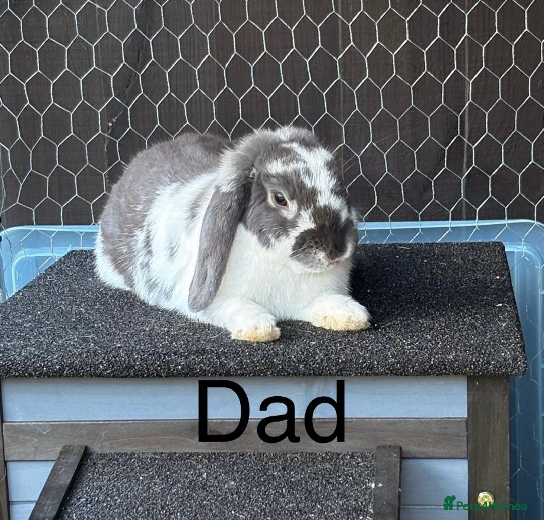 French Lop rabbits for sale: Beautiful French Lop Rabbits ready 13/08/2025 - Image 8