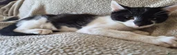 Mixed Breed cats for sale: Lovely playful kittens - Advert 8