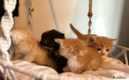 Persian cats for sale: Exotic Persians - Image 2