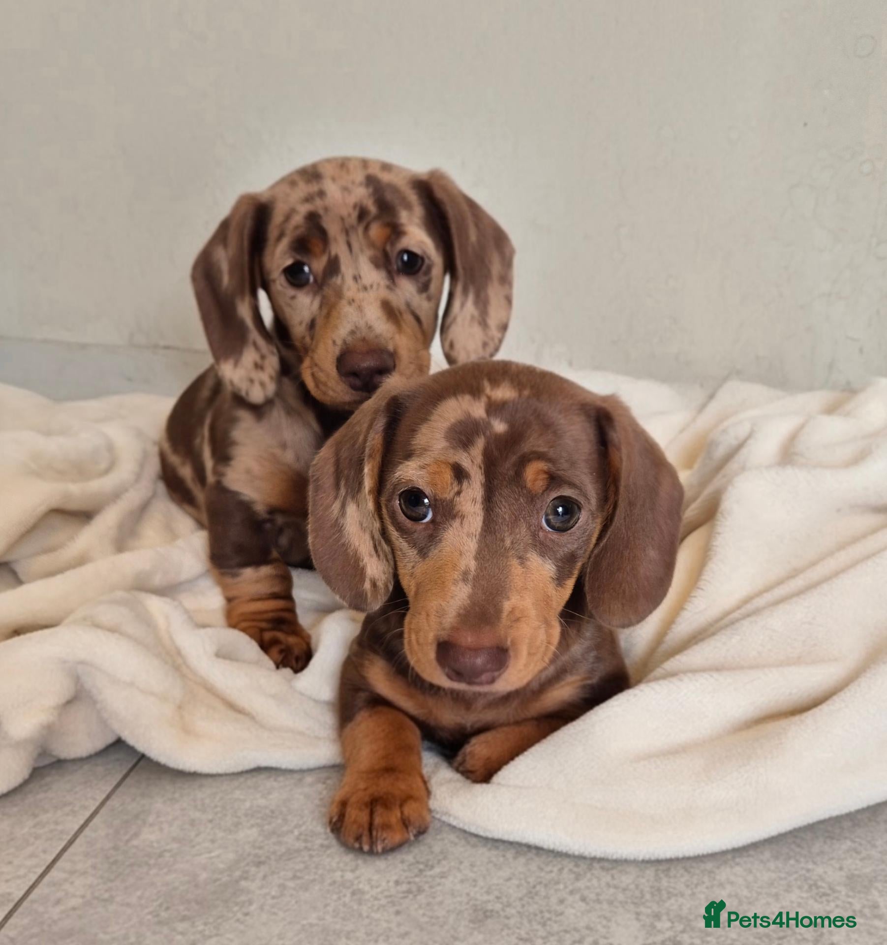 Miniature Dachshund dogs 2 Boys KC Registered PRA Clear Dapples Ready Now - Advert 2