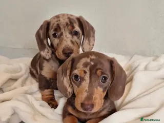 Miniature Dachshund dogs 2 Boys KC Registered PRA Clear Dapples Ready Now - Advert 2
