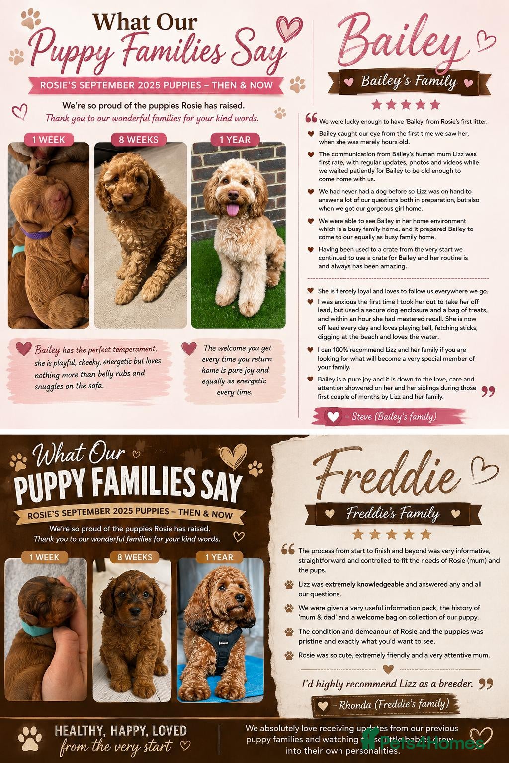 Cockapoo dogs 6 Toy F2 Cockapoo Puppies – Born 13th September 26 - Advert 2