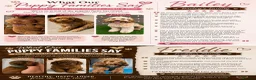 Cockapoo dogs for sale: 6 Toy F2 Cockapoo Puppies – Born 13th September 26 - Advert 2