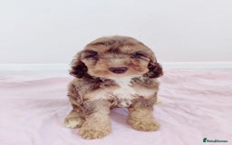 Cockapoo dogs for sale: Outstanding Cockapoo Puppies - Image 2