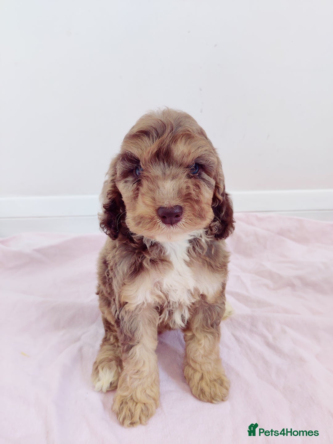 Cockapoo dogs for sale: Outstanding Cockapoo Puppies - Image 2