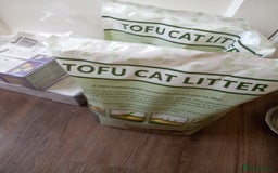 Domestic Shorthair cats for sale: Full of beans 12 week old kitten - Image 6