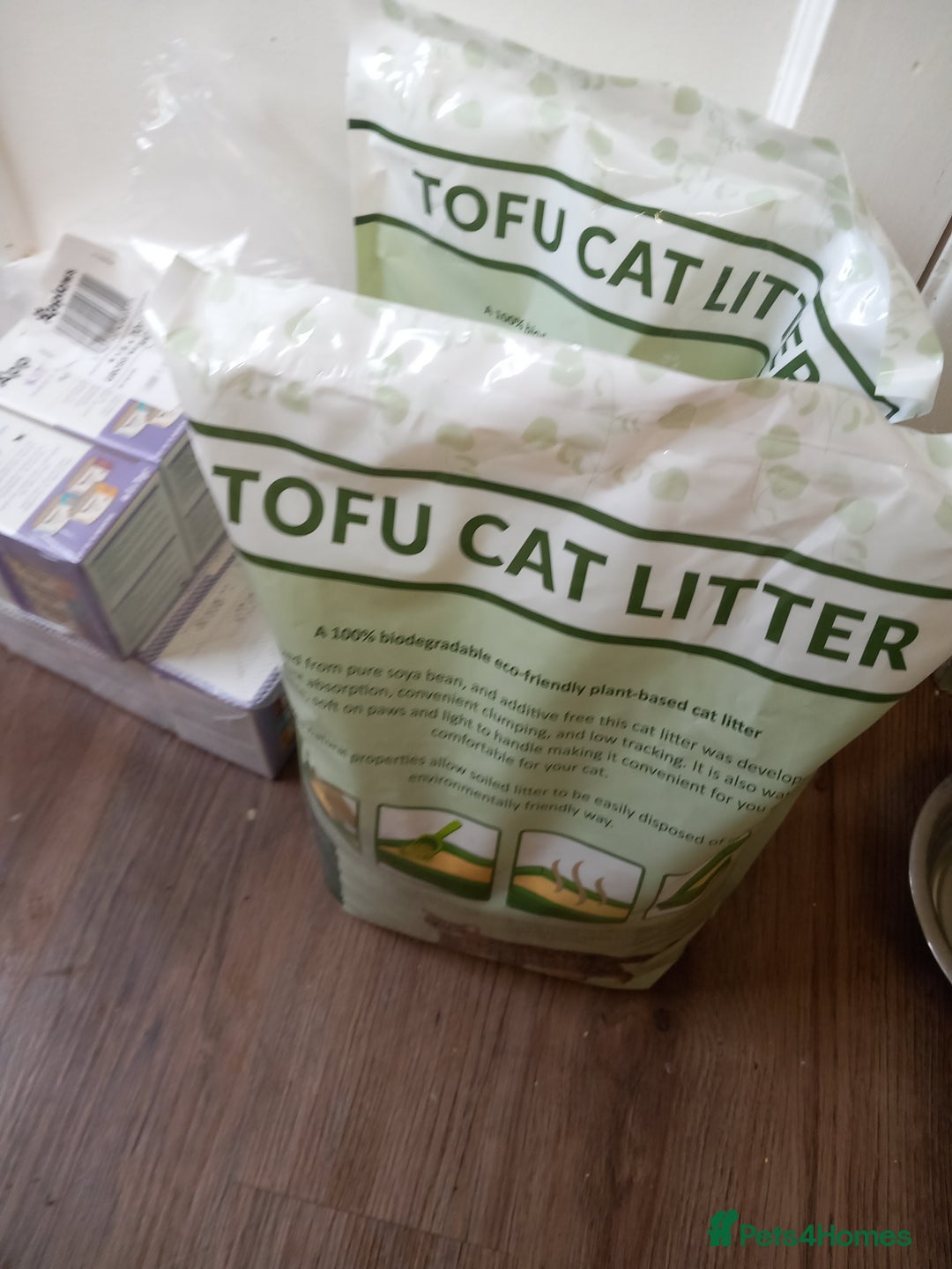 Domestic Shorthair cats for sale: Full of beans 12 week old kitten - Image 6