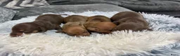 Miniature Dachshund dogs for sale: 4 beautiful boys available  in Wigan - Advert 4