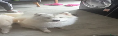 Samoyed 1