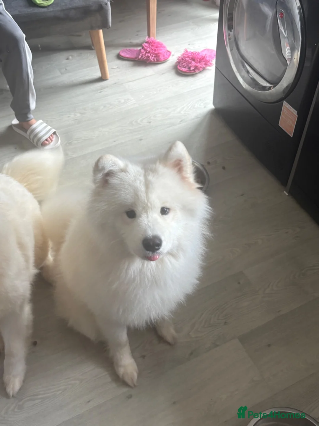 Samoyed dogs for sale: 2 beautiful fluffy Samoyeds  - Advert 6
