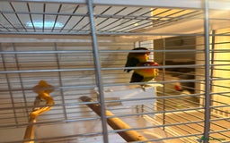Lovebirds birds for sale: Pair of beautiful baby lovebirds  - Image 4