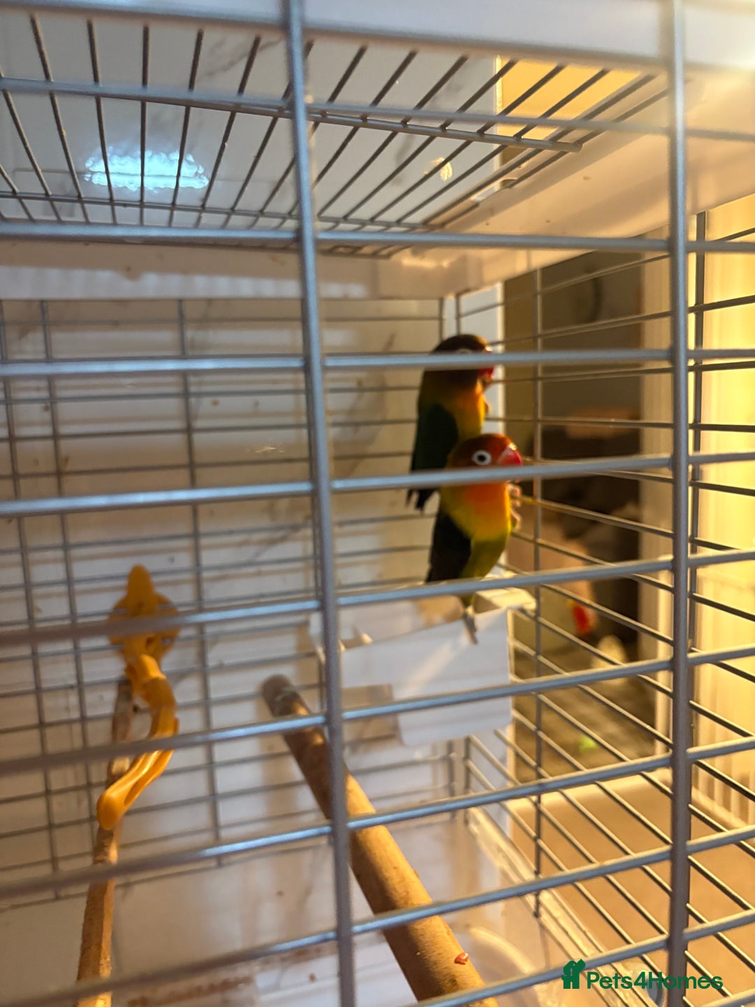 Lovebirds birds for sale: Pair of beautiful baby lovebirds  - Image 4