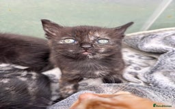 Ragdoll cats for sale: Gorgeous ragdoll cross kittens  - Image 1
