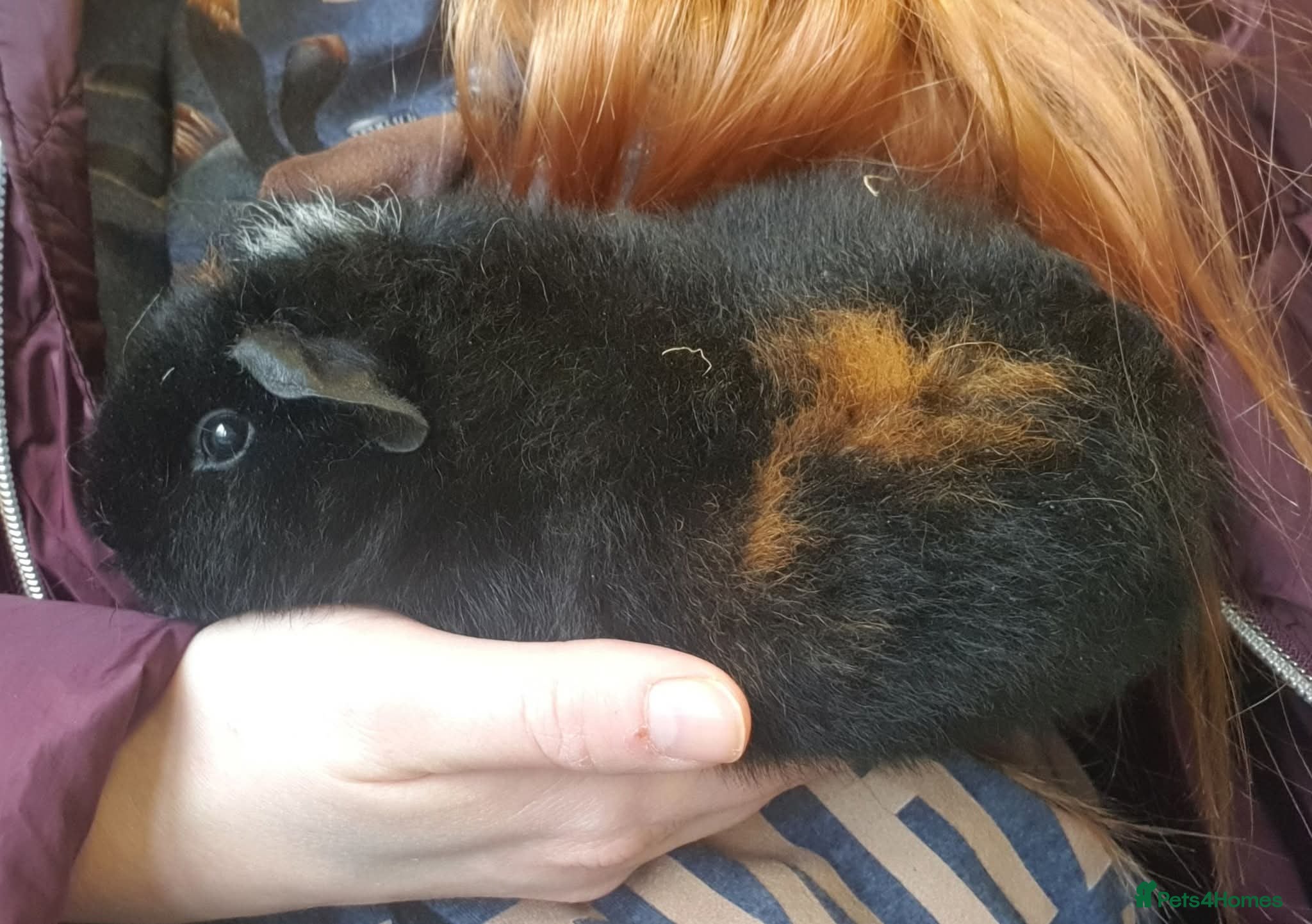 Guinea Pig rodents Beautiful guinea pigs  - Advert 1