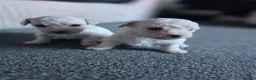 Bichon Frise dogs for sale: BICHON FRISE puppys  - Advert 2